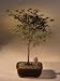 2CHIXGIFTS FLOWERING APRICOT BONSAI