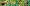 Jungle