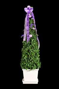 Fresh Live Topiary Plant, Item 201G - 8 inch Ivy Slender Cone Live Topiary Tree stands 43 inch tall and adorns itself with purple ribbons cascading down the sides from the top. Pink and purple flowers offer a unique look to the top of this beauty.