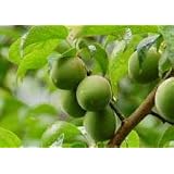 予約販売　榛名の梅　白加賀[青梅）　３kg