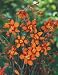 Crocosmia Emily McKenzie Bulbs (5 in pack)