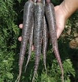 David's Carrot Deep Purple 500 Seeds per Packet