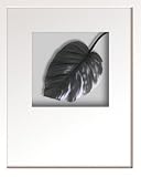 �s���[�t�A�[�g�tHana concept frame Hosta cv�i�z�X�^�j