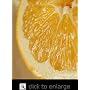 Meyer Lemon Tree Standard Five Gallon