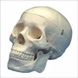 Budget Life-Size Skull