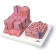 3B Scientific MICROanatomy Liver Model; 2-Part, With Magnified Liver Lobule