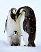 Penguin Family - Poster - Framing Options
