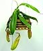 Orange Pitcher Plant- Nepenthes - Carnivorous - RARE