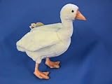 Young White Duck