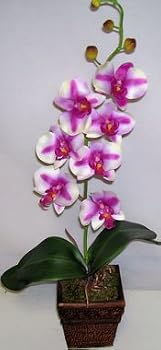 Silk Phaleonopsis Orchid (cream/magenta) in Dark Wood