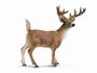 Schleich Forest Life: White-Tailed Buck