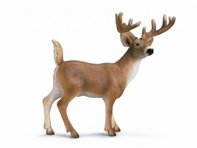 White-tailed buck
