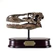 Deinonychus Skull Model
