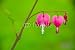 Wallmonkeys Peel and Stick Wall Decals - Bleeding Heart Flower - Dicentra Spectabilis - 24"W x 16"H Removable Graphic