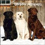 Labrador Retrievers 2009 Wall Calendar