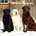   - Labrador Retrievers 2009 Wall Calendar