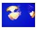 Dancing Jellyfish Emerging Artists Photographic Poster Print by Nancy Suzanne Mueller, 10x8