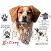 Brittany Spaniel Adult Long Sleeve T-Shirt