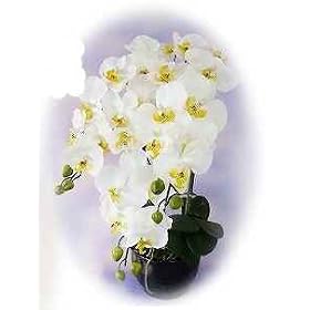 �y�Ӓ����@5�{�����z�@�V���N�t�����[�@�iCT�G�}���H�j�z���C�g�C�G���[�@�V�z�j���E�J�X�j���@�ɍD�K