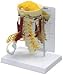 Deluxe Muscled Cervical Vertebrae Model w/ Anatomy Education Card