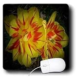 Sandy Mertens Botanical Garden - Yellow Daylilies in Spotlight - Mouse Pads