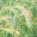 Elymus virginicus (Virginia Wild Rye) - Bulk Wildflower Seeds
