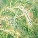 Elymus virginicus (Virginia Wild Rye) - Bulk Wildflower Seeds