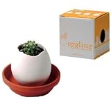 Outdoor Living : prickly cactus eggling