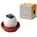 Outdoor Living : prickly cactus eggling