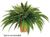 35 inch Width Large Silk Boston Fern x 90 non potted