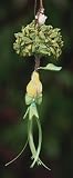 Patience Brewster Krinkles 12 Days of Christmas Partridge in a Pear Tree Ornament