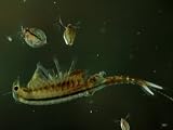 Fairy Shrimp, Norwich, USA Premium Photographic Poster Print