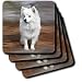 Dogs American Eskimo - American Eskimo Toy Dog - Coasters