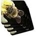 Honey Bee on Lemon Blossom - bee, blossom, flower, honey bee, honeybee, insect, lemon tree - Set Of 4 Coasters - Soft