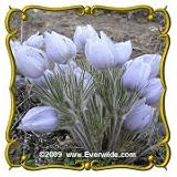 Pasque Flower (Anemone patens wolfgangiana) Jumbo Wildflower Seed Packet (100)