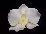 ~Ivory Orchid Hair Flower Clip, Brand New.