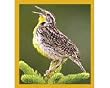 Meadow Lark Fridge Magnet