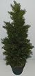 30" INDOOR/OUTDOOR Cedar Arborvida Plant