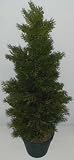 30 INDOOR/OUTDOOR Cedar Arborvida Plant