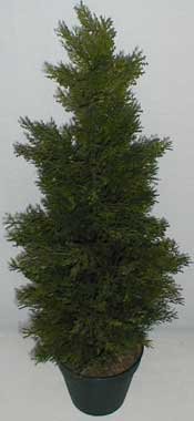 30" INDOOR/OUTDOOR Cedar Arborvida Plant