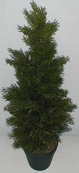 30" INDOOR/OUTDOOR Cedar Arborvida Plant