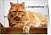 Top Cat -- congratulations on promotion Card