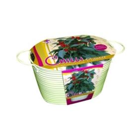 Taylors Bulbs Chilli Planter