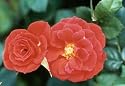 Autumn Sunblaze (Rosa Miniature) - Bare Root Rose