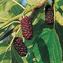 Mulberry 'Illinois Everbearing'