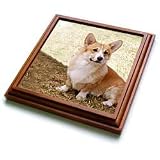 Dogs Corgi - Pembroke Welsh Corgi - Trivets