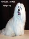 How to Groom A Havanese The Right Way