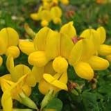 Lotus corniculatus (Bird's Foot Trefoil) - Bulk Wildflower Seeds