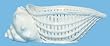 White Hand Made Ceramic Open Weave Pottery Large Conch Shell Bowl 12" x 6" x 4"