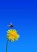Bee on Dandelion - 48